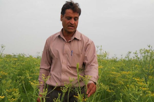 बीजीय मसाला फसल (Seed Spice Crops) उगा कर आमदनी बढाएं