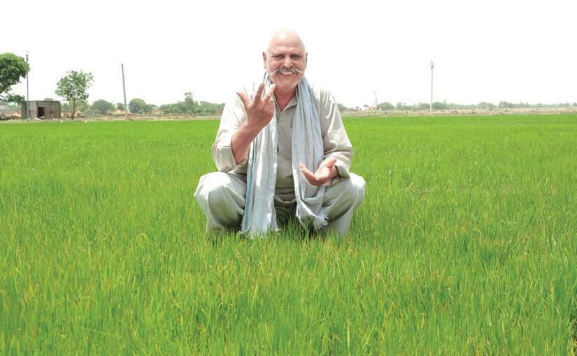 धान (Paddy) की वैज्ञानिक खेती