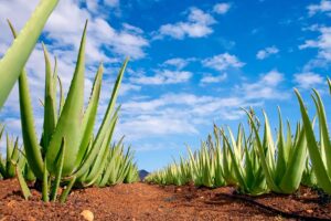 एलोवेरा (Aloe Vera)