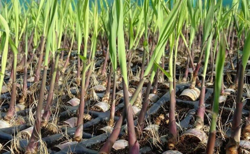 टिशु कल्चर (Tissue Culture) तकनीक और पौलीबैग प्लांटिंग (Polybag Planting) से उगाएं गन्ने के बीज