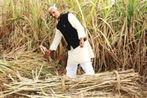 गन्ने (Sugarcane) की पैदावार खुशियां लाए हजार