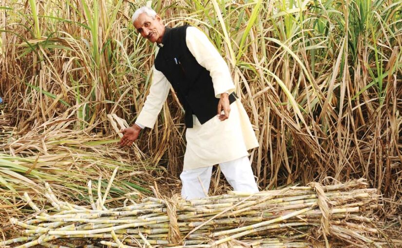 गन्ने (Sugarcane) की पैदावार खुशियां लाए हजार