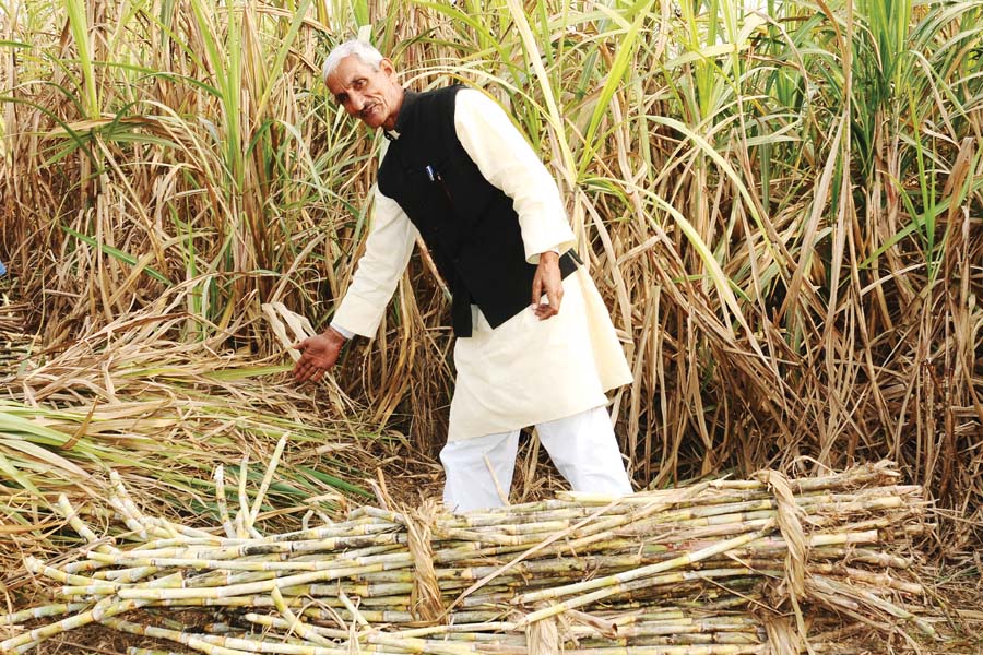 गन्ने (Sugarcane) की पैदावार खुशियां लाए हजार