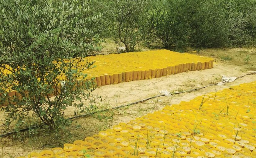 बड़े काम का पौधा जोजोबा (Jojoba)