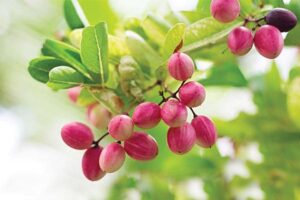 करौंदा (Cranberry): कम खर्च में ज्यादा उत्पादन