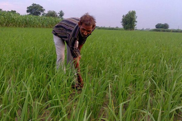 खरीफ फसलों (Kharif Crops)