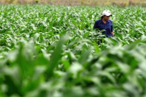 खरीफ फसलों (Kharif Crops)