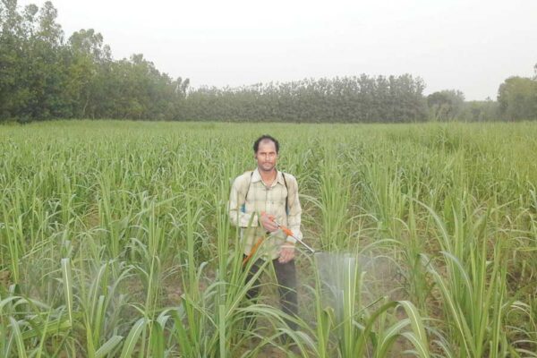 खरीफ फसलों (Kharif Crops)