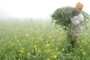 खरपतवार नियंत्रण (Weed Control)