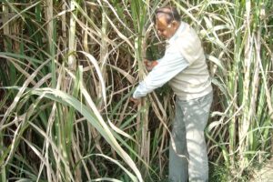 कैमिकल कीटनाशकों (Chemical Pesticides)