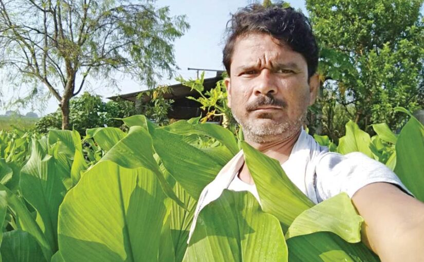 मसाला की मिश्रित खेती (Mixed farming of spices) : फायदे का सौदा