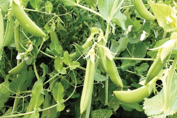 मटर (Peas) उगाने की उन्नत तकनीकें