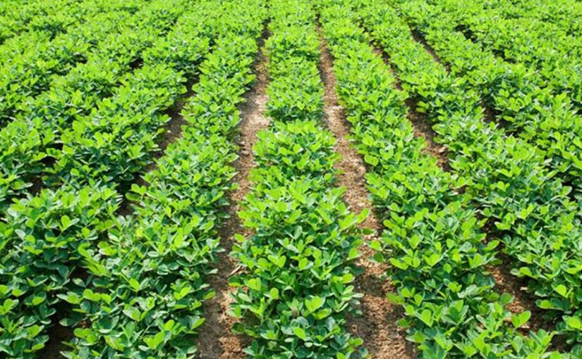 मूंगफली की खेती (Peanut Cultivation)