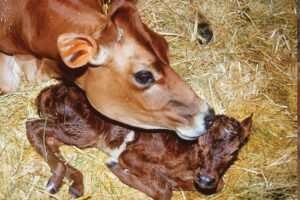 बछड़ों एवं बछियों (Calves and Heifers)