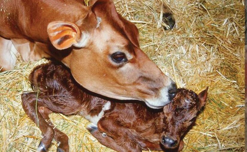 नवजात बछड़ों एवं बछियों (Calves and Heifers) की देखभाल