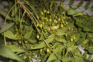 नीम (Neem) से तैयार करें कीटनाशक