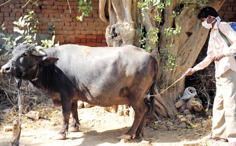 वैज्ञानिक विधि द्वारा करें पशुओं का प्रबंधन (Animal Management)