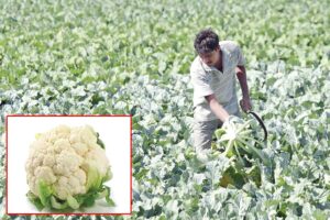 फूलगोभी (Cauliflower)
