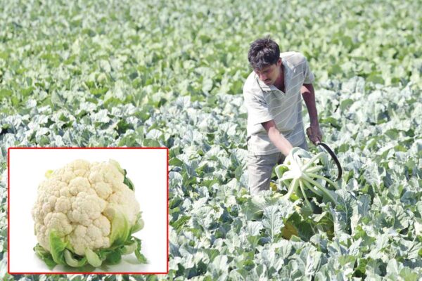 फूलगोभी (Cauliflower) की आधुनिक खेती