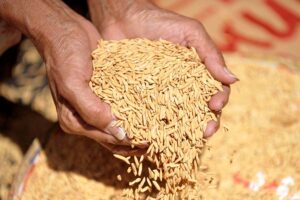 धान की सीधी बिजाई (direct sowing of paddy)