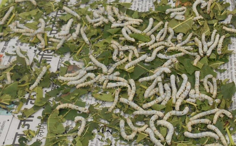 रेशम उद्योग (Silk Industry) को पुनर्जीवित करेगा बिहार कृषि विश्वविद्यालय