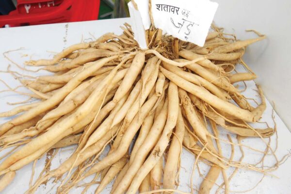 औषधीय फसल सतावर (Medicinal Crop Satavar)