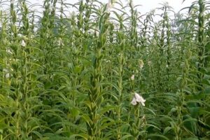 तिल की खेती (Sesame Cultivation)