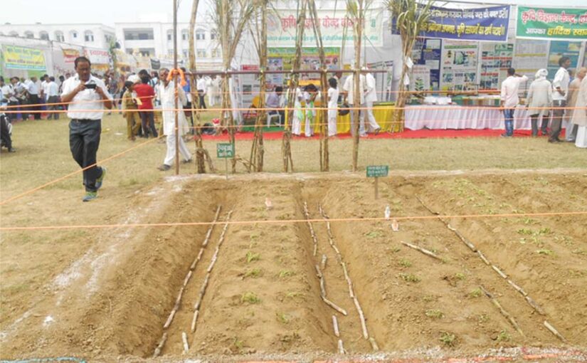 ट्रैंच विधि से बोएं गन्ना (Sugarcane)