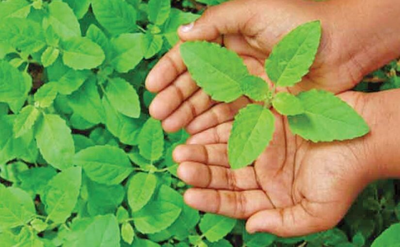 तुलसी की खेती (Basil Cultivation)