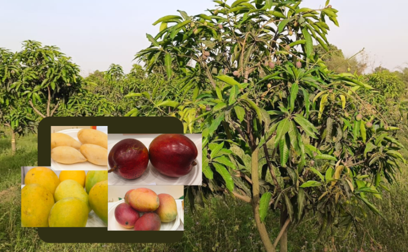 आम की बौनी, रंगीन और व्यावसायिक किस्में
