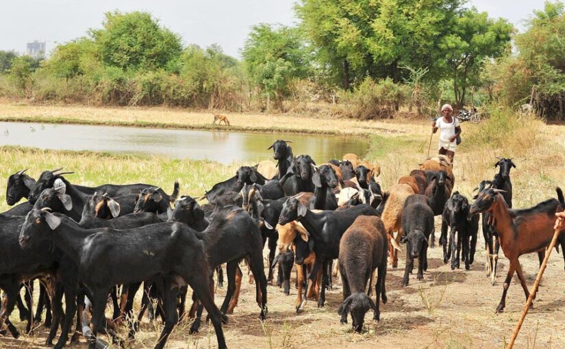 बकरीपालन (Goat Rearing) पर तीनदिवसीय ट्रेनिंग, 9 जुलाई से