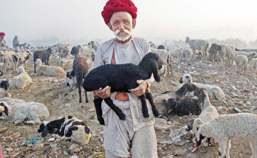 भेड़बकरियों की बीमारी (Sheep-Goat Disease) न बने महामारी