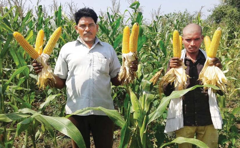 जैविक तरीके से मक्का (Maize) की खेती