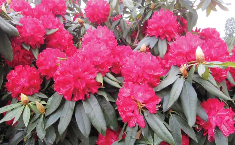 बुरांस (Rhododendron) : गुणकारी जंगली फूल