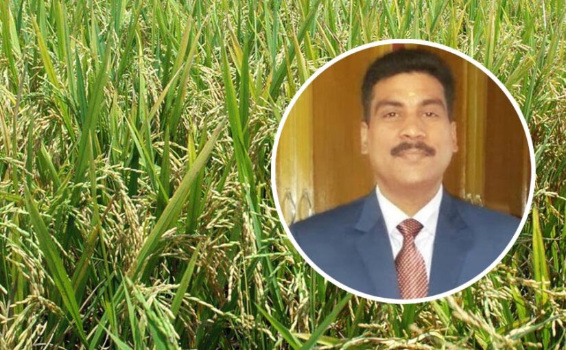 सोचसमझ कर ही खरीदें धानबीज (Paddy Seeds)