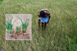 धान फसल (Paddy Crop)