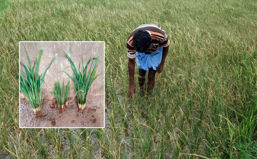 धान फसल में रहस्यमय बीमारी, बौने रह गए पौधे