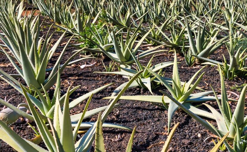 ग्वारपाठा (Cowpea) पर शोध में नवाचार