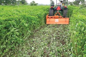 हरी खाद (Green Manure)