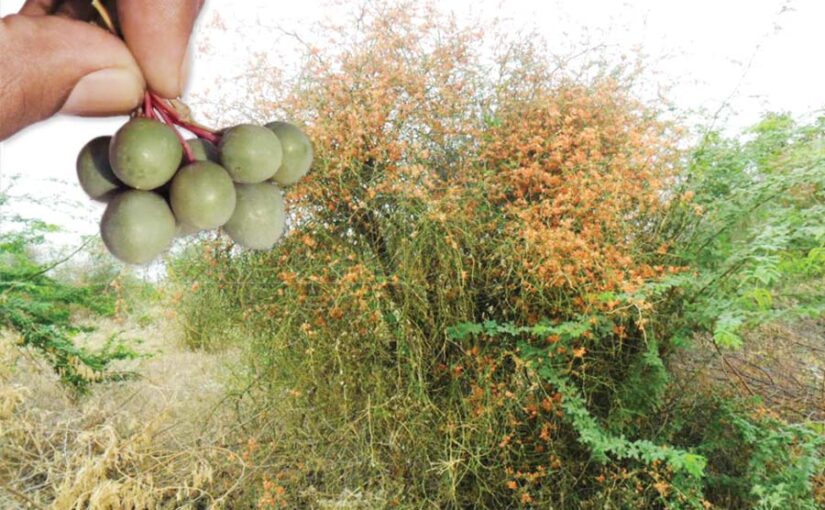 औषधीय गुणों से भरपूर कैर फल