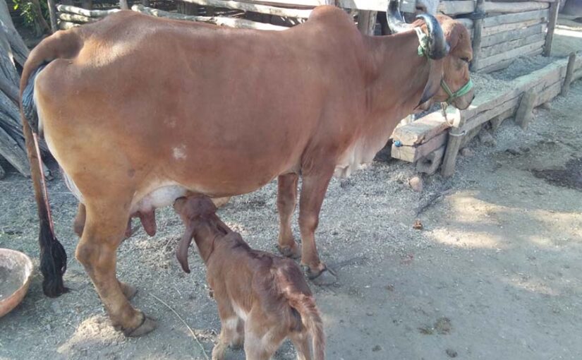 पशुओं के नवजातों (Newborn Animals) में खीस का महत्व