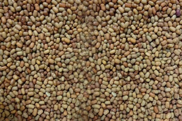 राज मूंग (Red Bean) यानी मोठ की खेती