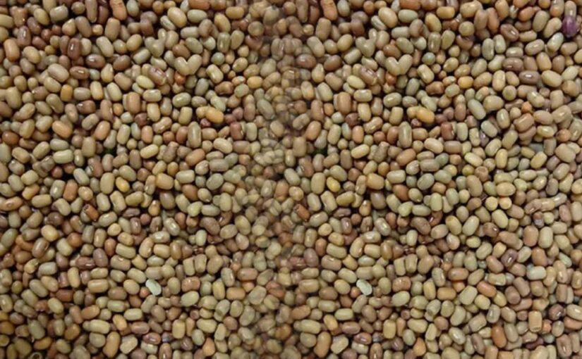 राज मूंग (Red Bean) यानी मोठ की खेती