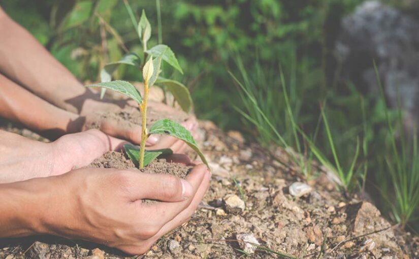 पर्यावरण रक्षा (Environmental Protection) के नाम पर पेड़ लगाने का दिखावा