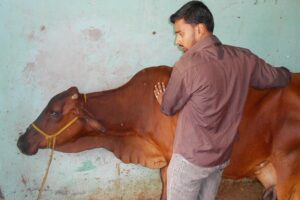 पशुओं का इलाज (Treatment of animals)
