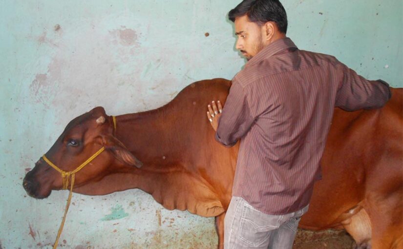 चुनौती से भरा है पशुओं का इलाज (Treatment of animals)
