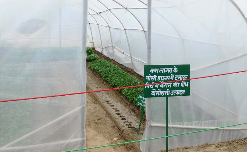 पौलीहाउस (Polyhouse) में शिमला मिर्च और बैगन की खेती