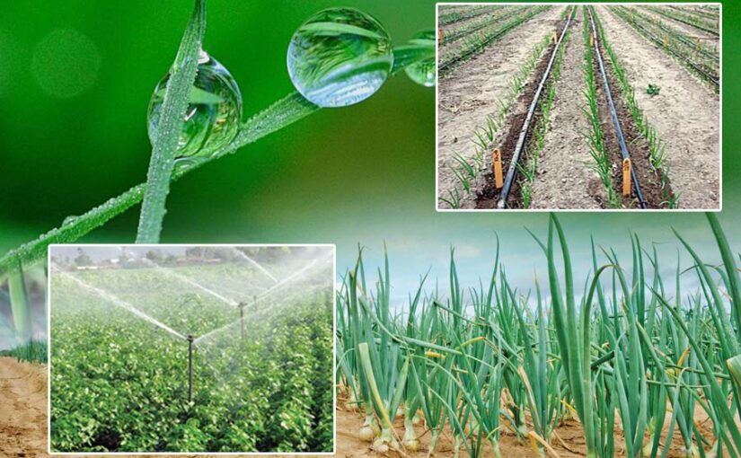 प्याज की खेती में सिंचाई के लिए अपनाइए ड्रिप रेनपोर्ट सिस्टम (Drip Rainport System)