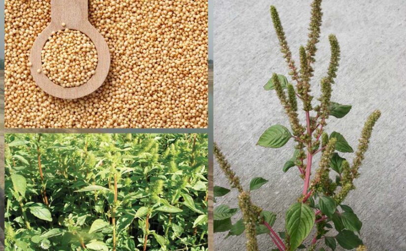 मोटा अनाज रामदाना (Ramdana)