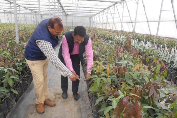आम की रंगीन किस्में: बढ़े हुए दरों पर मिलेंगे पौधे